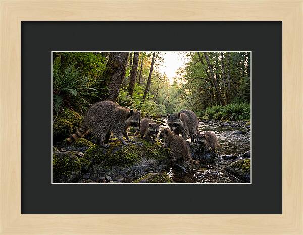 Raccoons Under The Moonlight