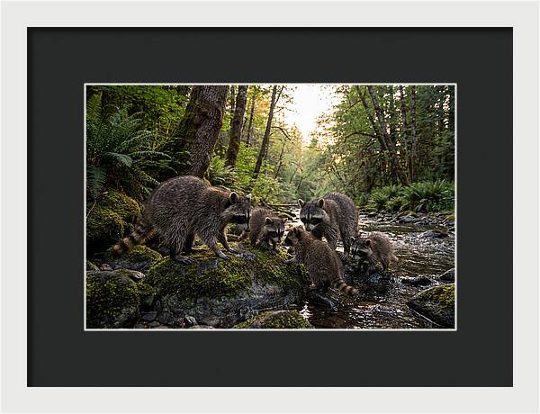 Raccoons Under The Moonlight