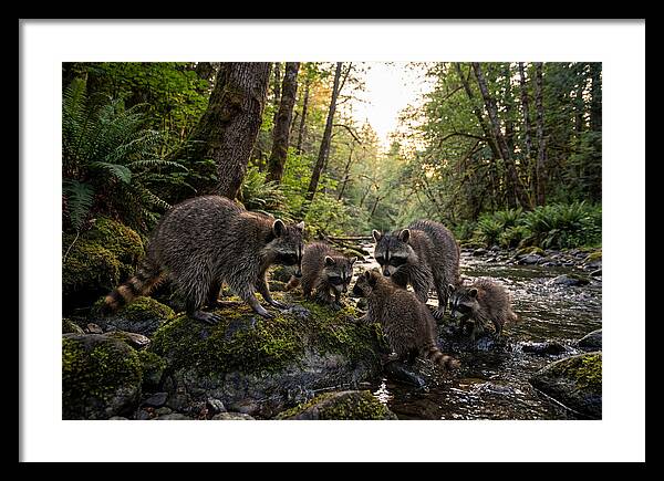 Raccoons Under The Moonlight