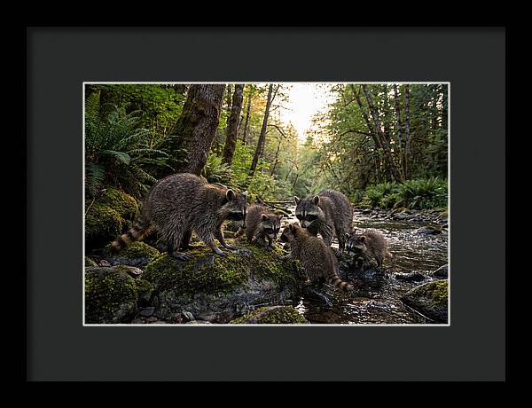 Raccoons Under The Moonlight
