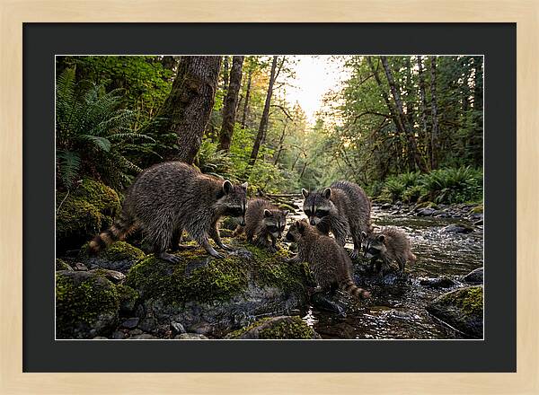 Raccoons Under The Moonlight