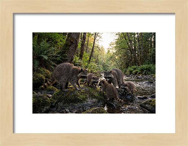 Raccoons Under The Moonlight