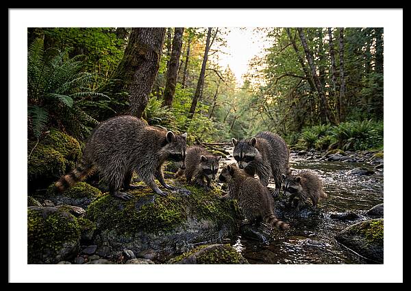 Raccoons Under The Moonlight