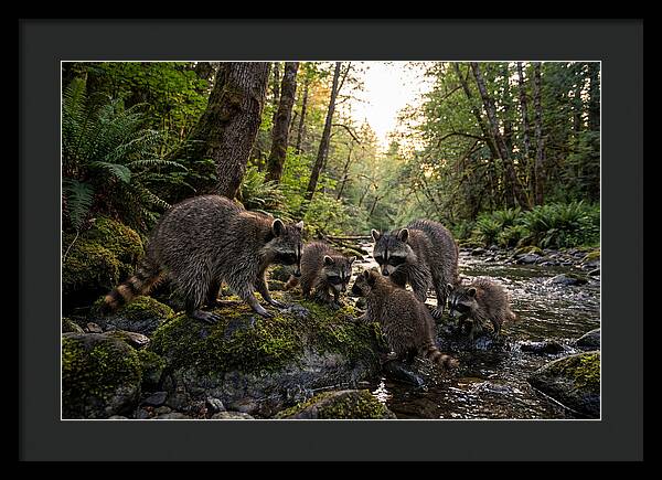 Raccoons Under The Moonlight