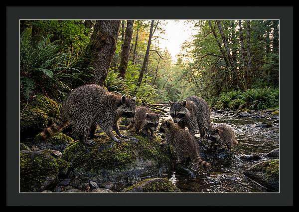 Raccoons Under The Moonlight