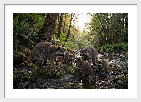 Raccoons Under The Moonlight