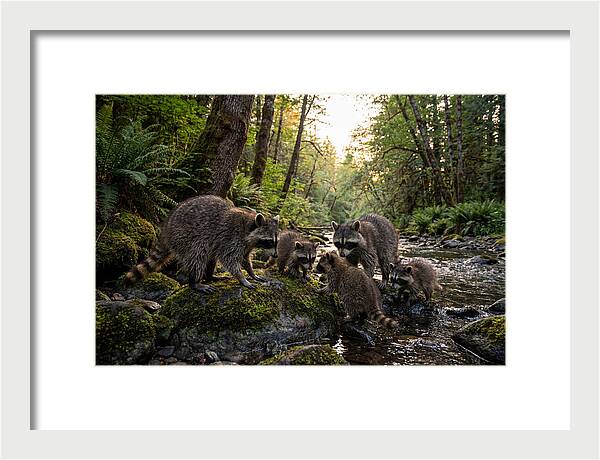 Raccoons Under The Moonlight