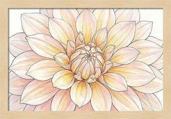 Radiant Dahlia Elegance