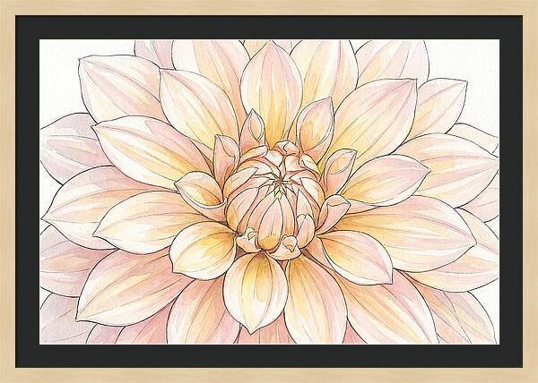 Radiant Dahlia Elegance