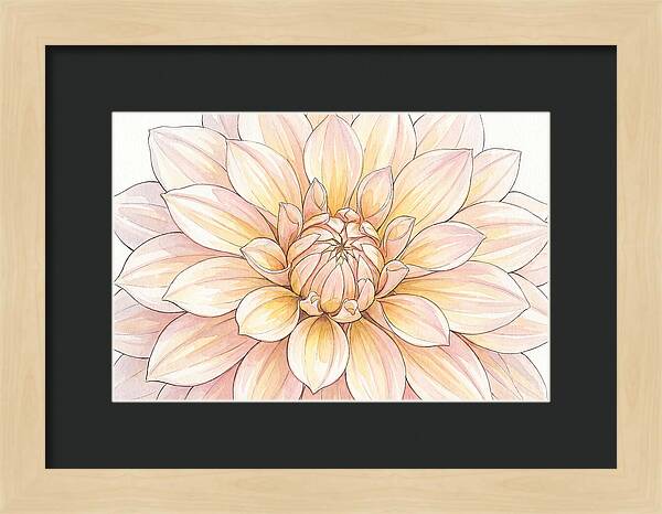Radiant Dahlia Elegance
