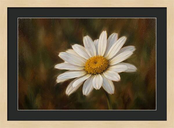 Radiant White Daisy Blossom