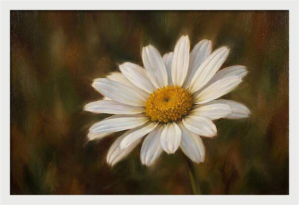 Radiant White Daisy Blossom