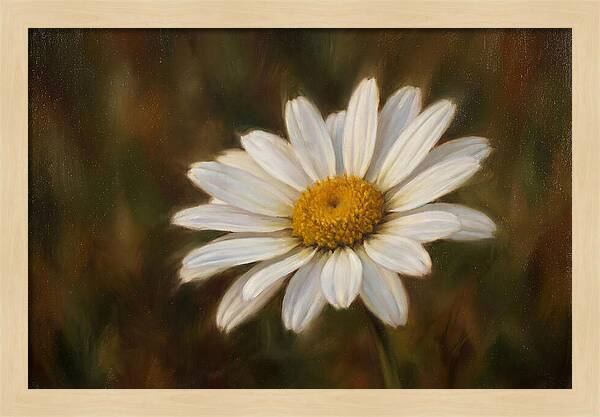 Radiant White Daisy Blossom