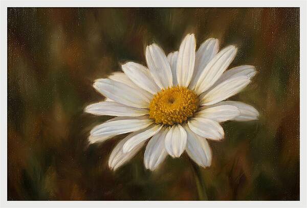 Radiant White Daisy Blossom
