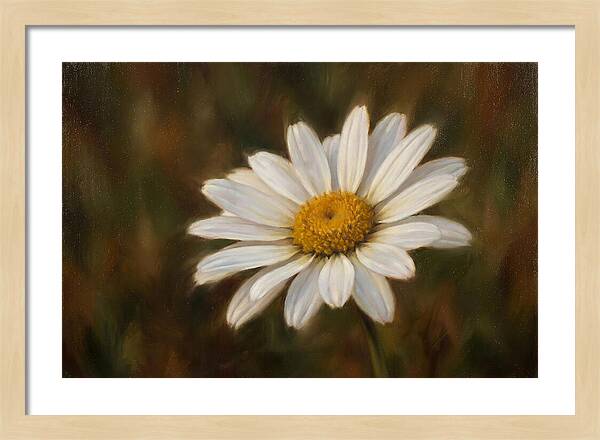 Radiant White Daisy Blossom