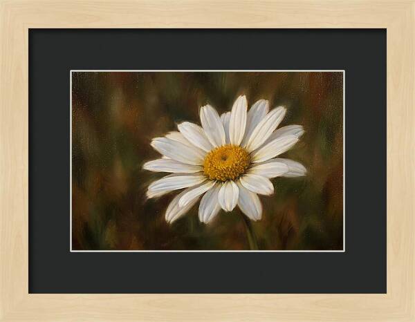 Radiant White Daisy Blossom