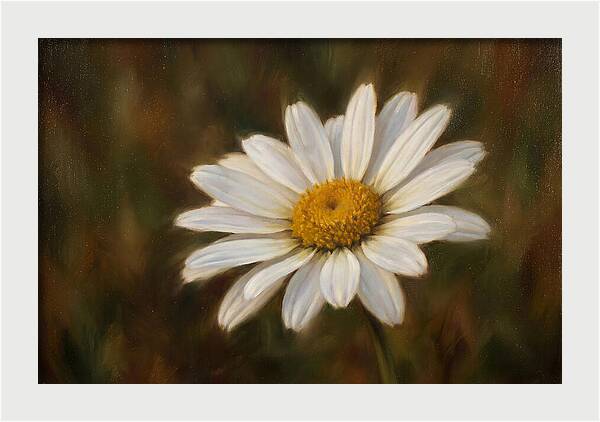 Radiant White Daisy Blossom
