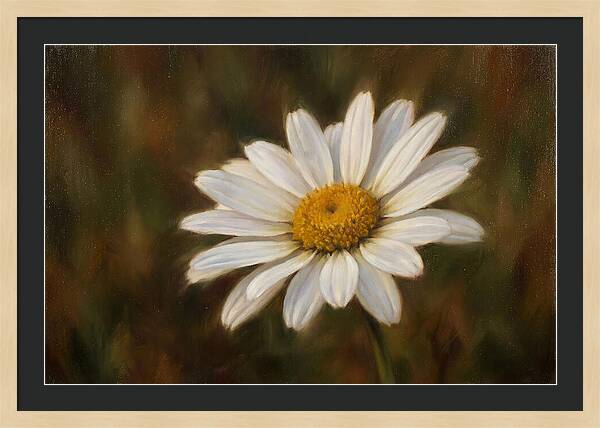 Radiant White Daisy Blossom