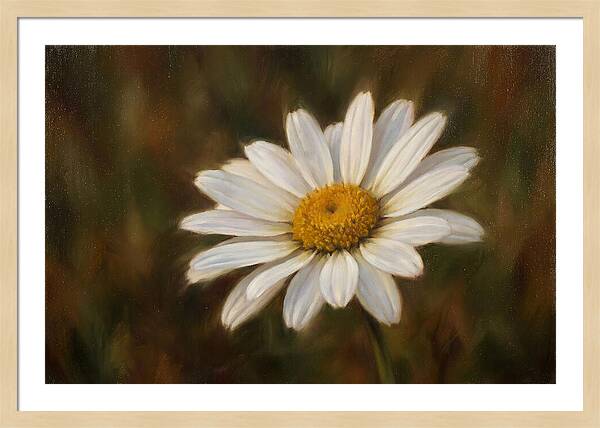 Radiant White Daisy Blossom
