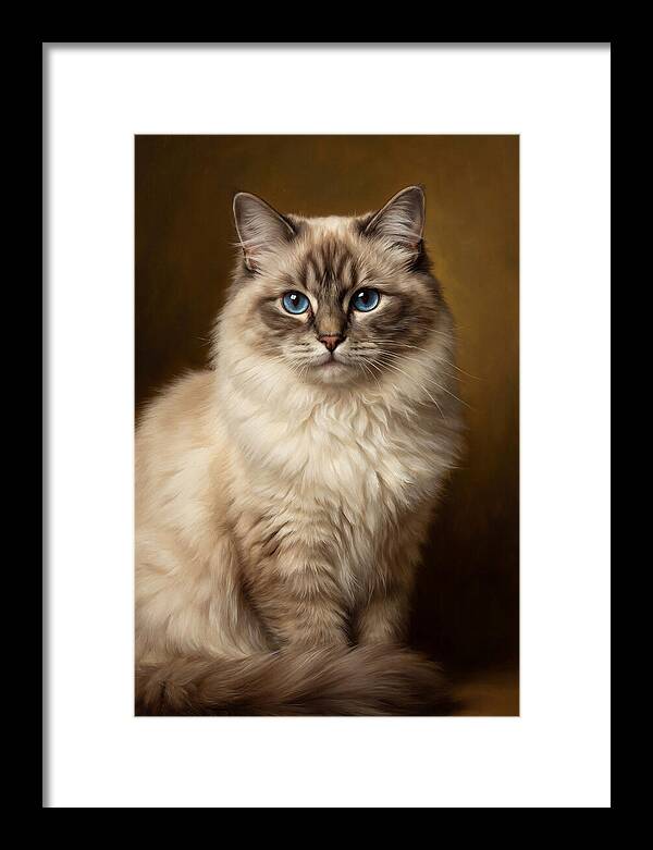 Ragdoll Cat Portrait