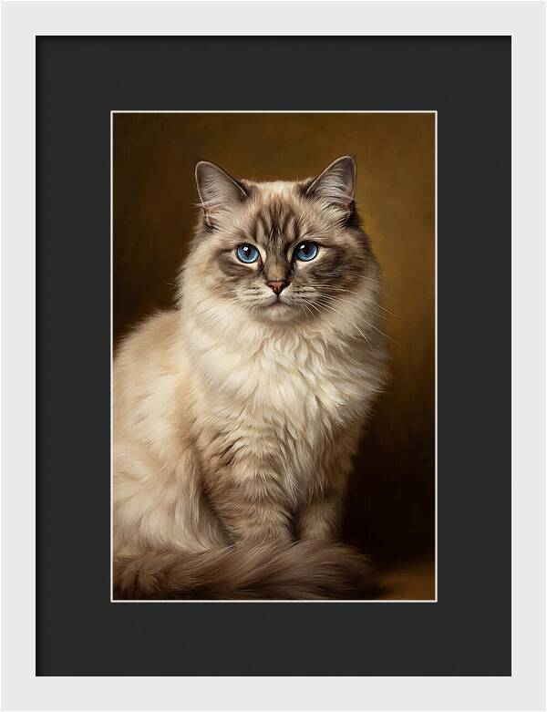 Ragdoll Cat Portrait