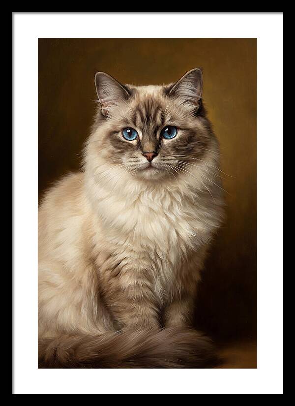 Ragdoll Cat Portrait