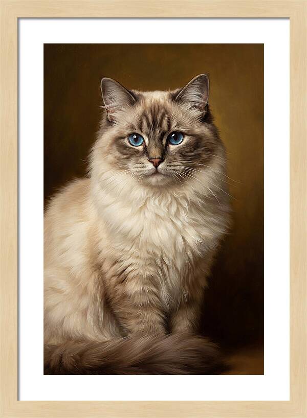 Ragdoll Cat Portrait