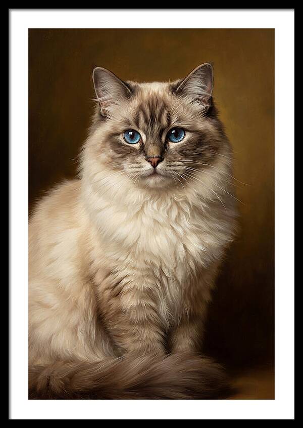 Ragdoll Cat Portrait