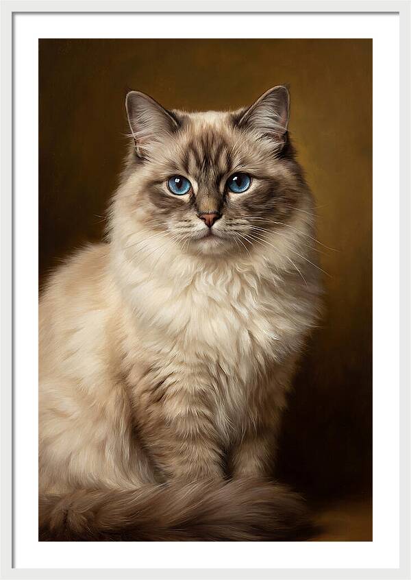 Ragdoll Cat Portrait