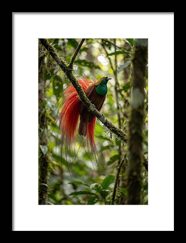 Raggiana Bird Of Paradise Display