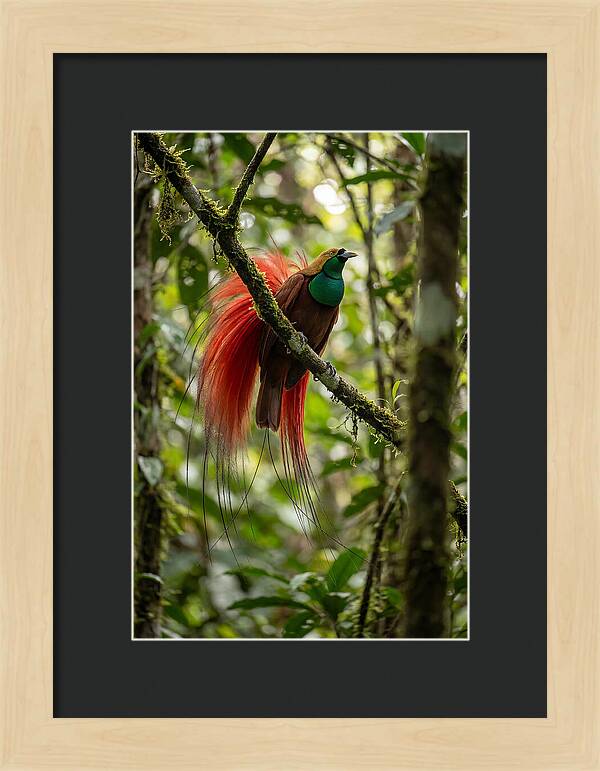 Raggiana Bird Of Paradise Display