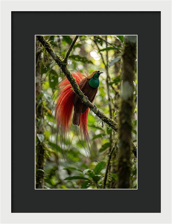 Raggiana Bird Of Paradise Display