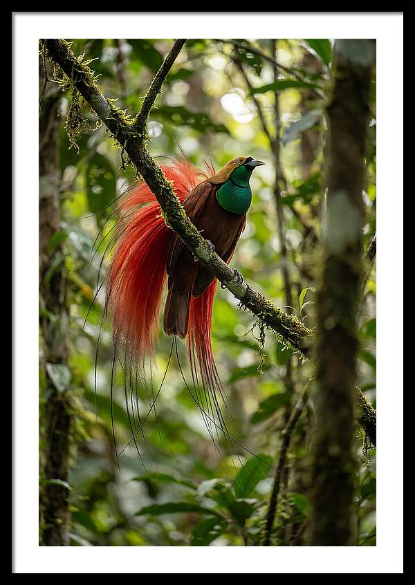 Raggiana Bird Of Paradise Display