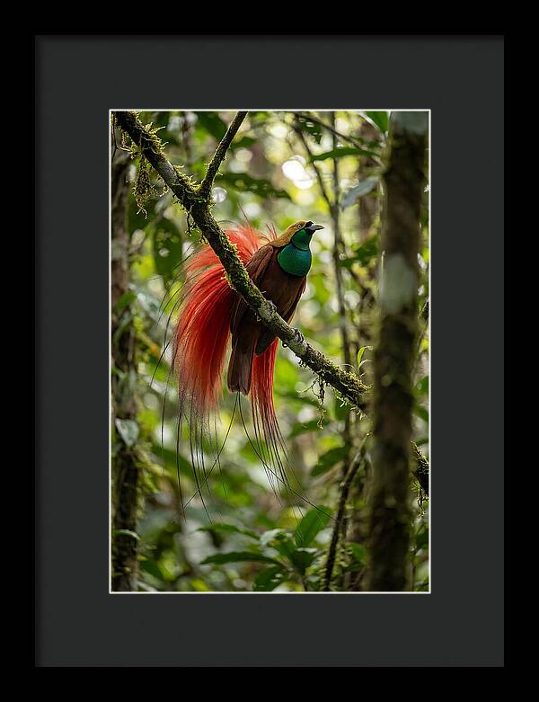 Raggiana Bird Of Paradise Display