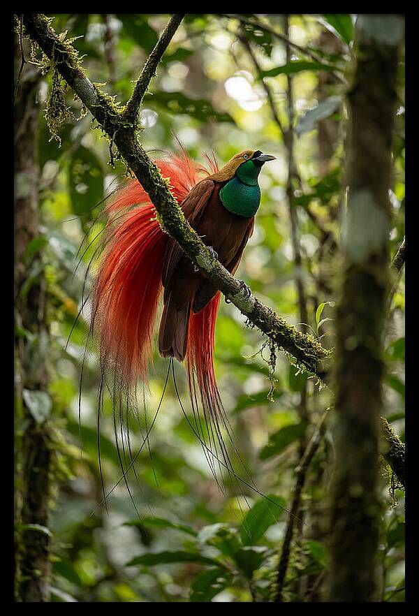 Raggiana Bird Of Paradise Display