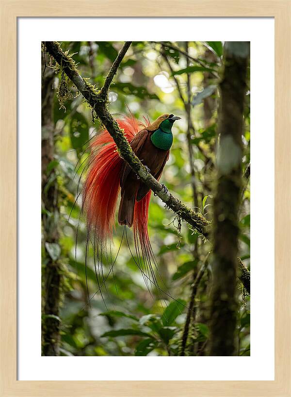 Raggiana Bird Of Paradise Display