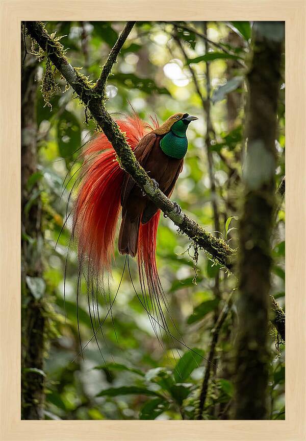 Raggiana Bird Of Paradise Display