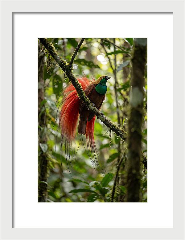 Raggiana Bird Of Paradise Display