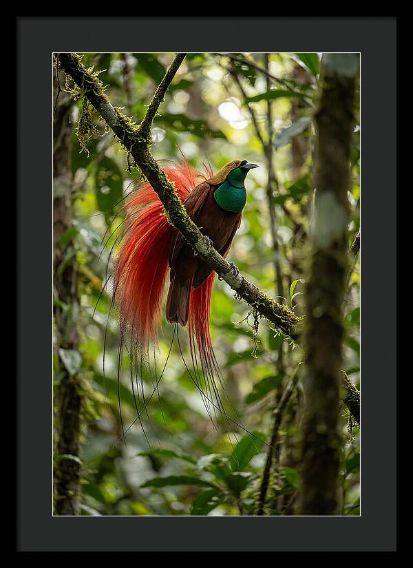 Raggiana Bird Of Paradise Display