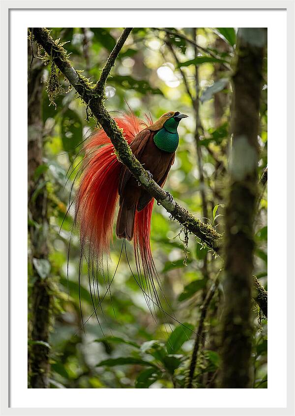 Raggiana Bird Of Paradise Display