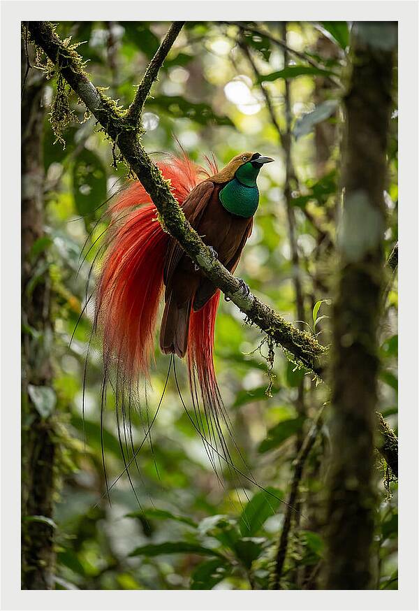 Raggiana Bird Of Paradise Display