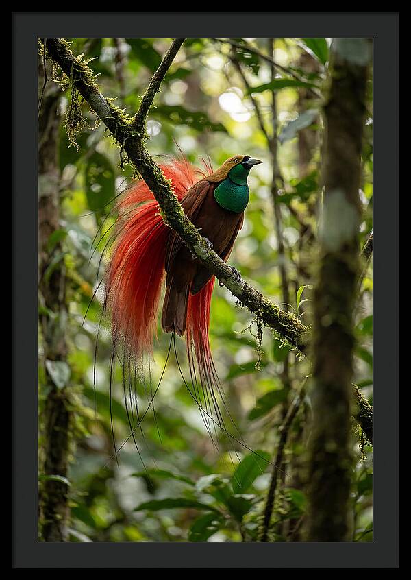 Raggiana Bird Of Paradise Display