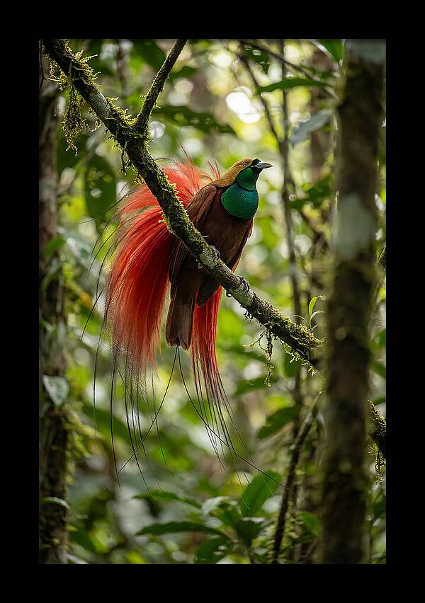 Raggiana Bird Of Paradise Display