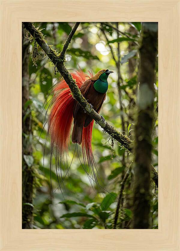 Raggiana Bird Of Paradise Display