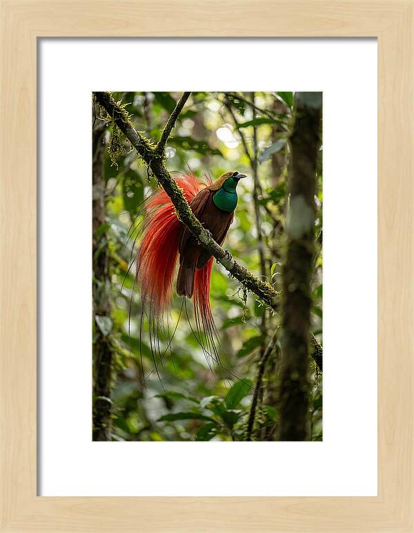 Raggiana Bird Of Paradise Display
