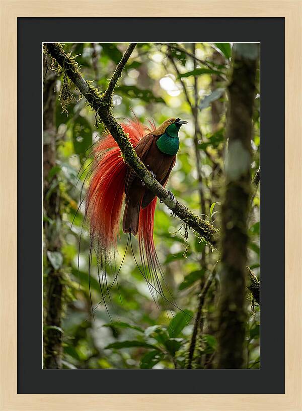 Raggiana Bird Of Paradise Display