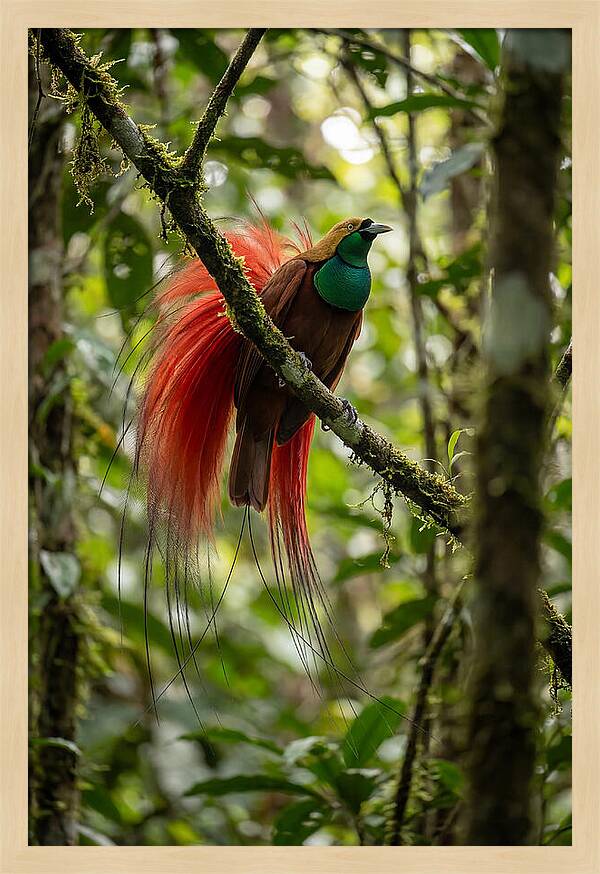 Raggiana Bird Of Paradise Display