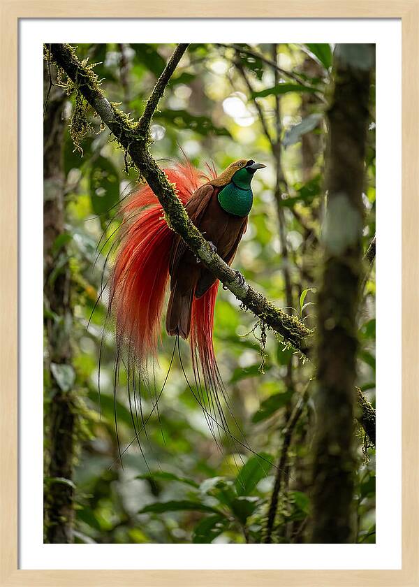 Raggiana Bird Of Paradise Display