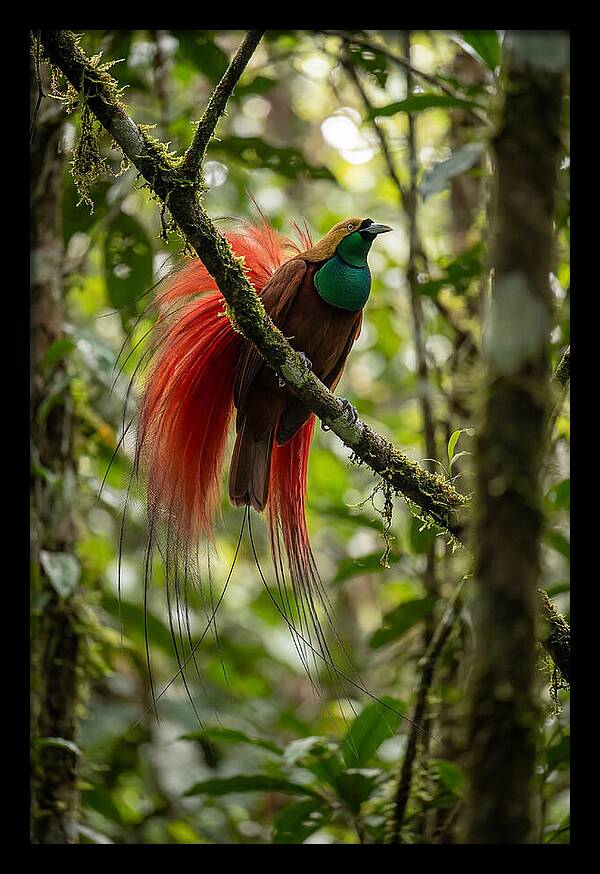 Raggiana Bird Of Paradise Display