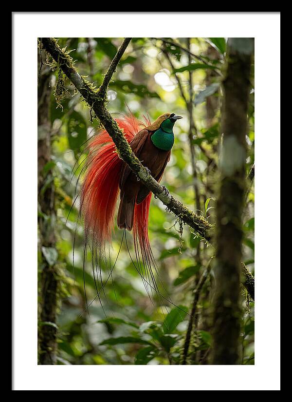 Raggiana Bird Of Paradise Display